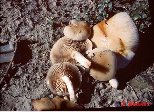 Agrocybe aegerita